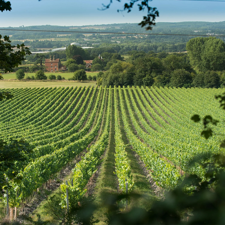 Chapel Down Winery Estate