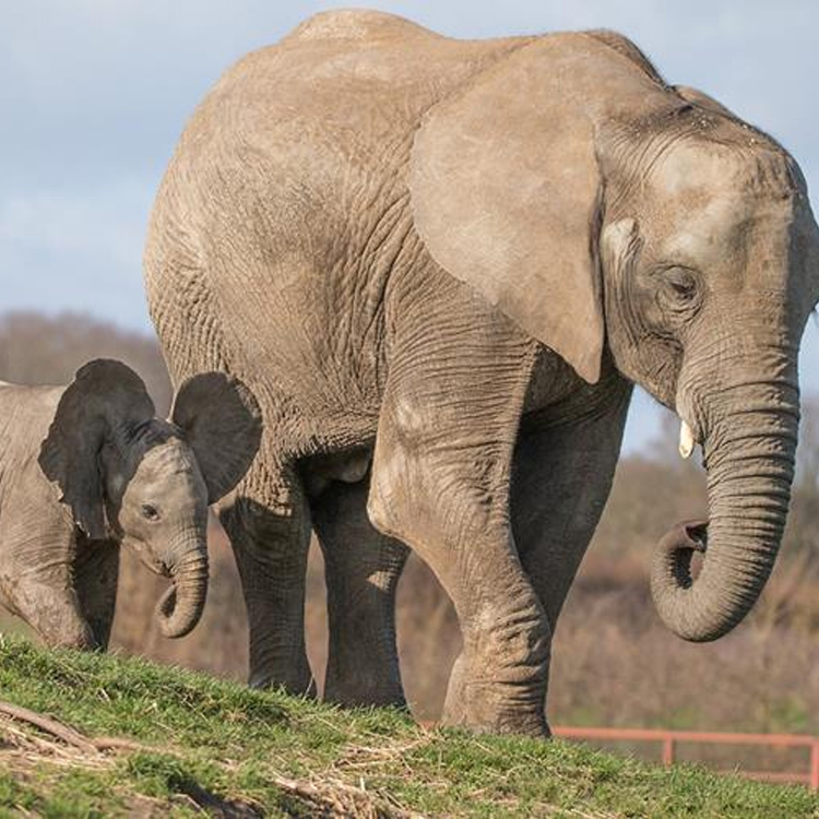 Howletts Wildlife Sanctuary