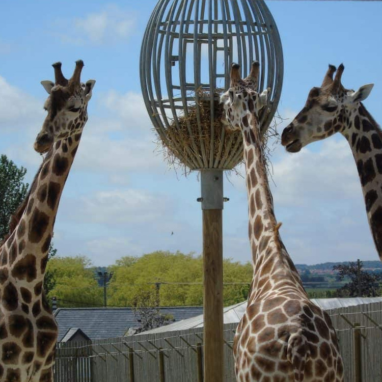 Wingham Wildlife Park